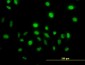 VAV1 Antibody (monoclonal) (M01)
